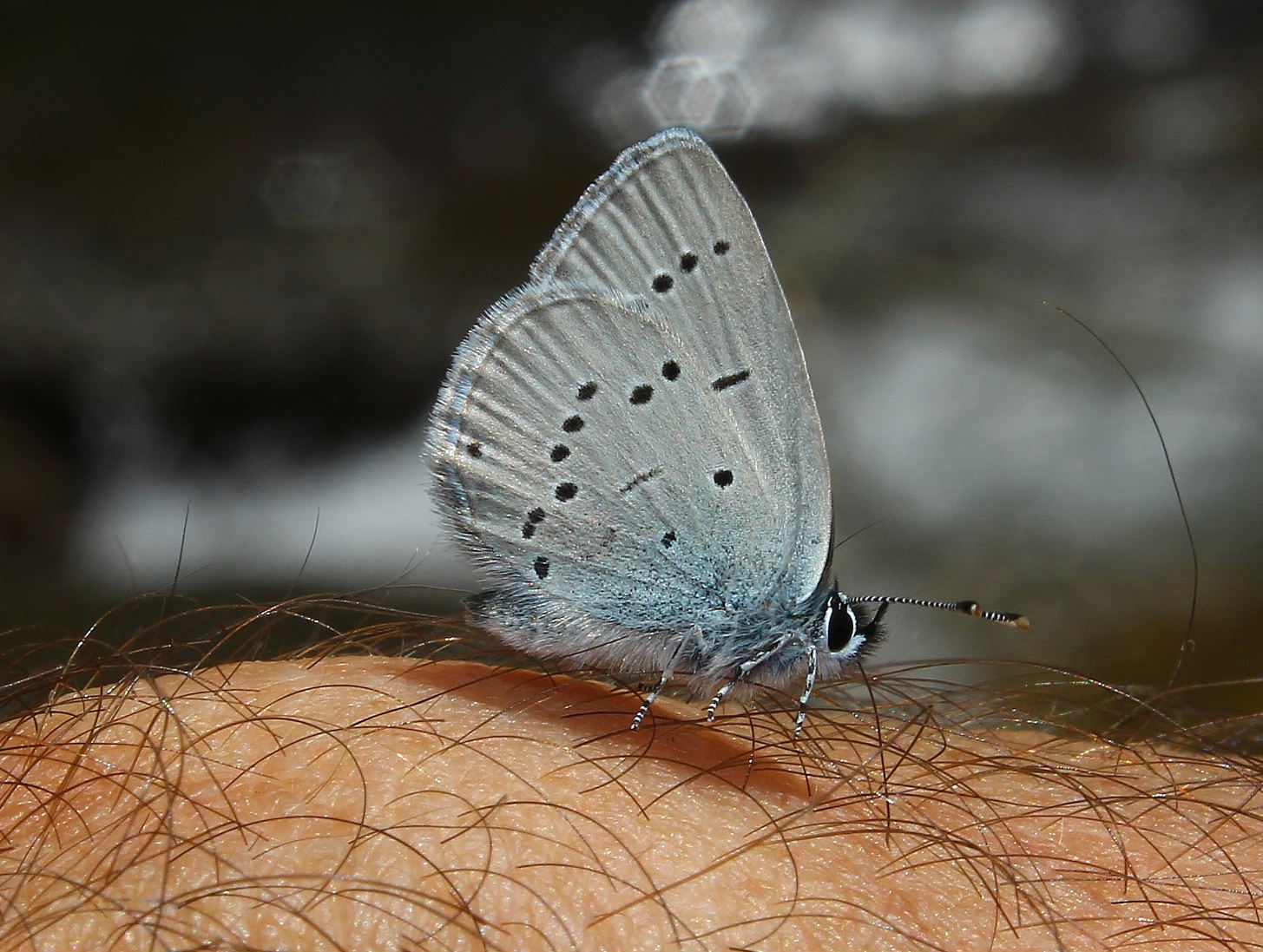 Cupido minimus, Cyaniris semiargus e Spialia sertorius